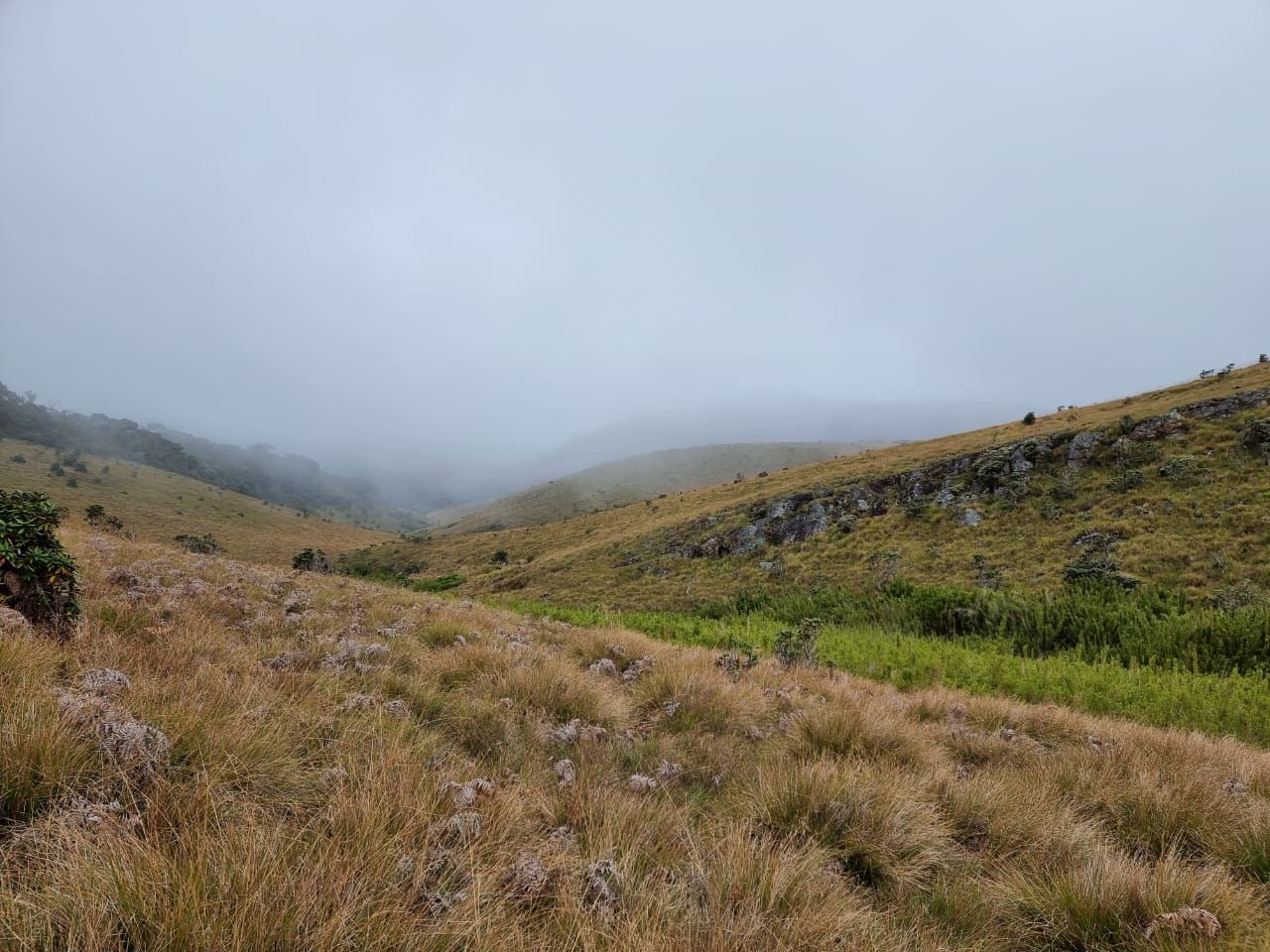 Grassland with mist